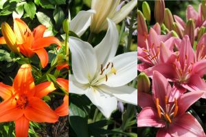 Lily Asiatic Collection (30 bulbs)
